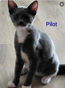 Pilot -  Domestic Short Hair Cat for Adoption in Larkfield-wikiup, California - Pilot | PetCurious