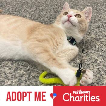 Domestic Short Hair Cats Available for Adoption - Pineapple | PetCurious