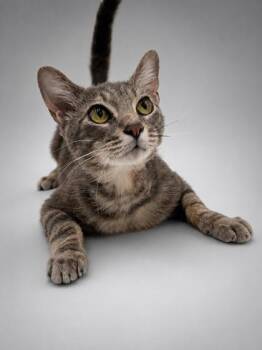 Bruiser -  Domestic Short Hair Cat for Adoption in Bowling Green, Kentucky - Bruiser | PetCurious