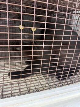 A658513 -  Domestic Short Hair Cat for Adoption in Houston, Texas - A658513 | PetCurious