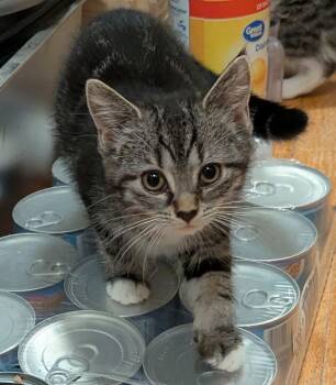 Peter -  Domestic Short Hair Cat Available for Adoption in Export, Pennsylvania - Peter | PetCurious