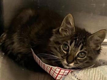 BIANCA -  Domestic Short Hair Cat for Adoption in Tustin, California - BIANCA | PetCurious
