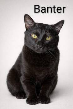 Domestic Short Hair Cats Available for Adoption - Banter | PetCurious
