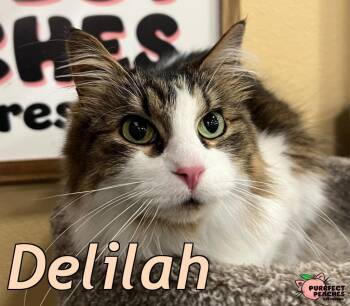 Delilah -  Maine Coon and Domestic Long Hair Cat Available for Adoption in Douglasville, Georgia - Delilah | PetCurious