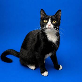 Darcy -  Domestic Long Hair Cat for Adoption in Riverside, California - Darcy | PetCurious
