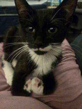 MUFFIN -  Tuxedo Cat for Adoption - MUFFIN | PetCurious