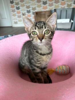 *Ranger -  Domestic Short Hair Cat for Adoption in Newnan, Georgia - *Ranger | PetCurious