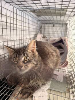 Domestic Medium Hair Cats Available for Adoption in Trenton, New Jersey - Hoku | PetCurious