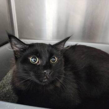 Domestic Medium Hair Cats Available for Adoption in Dixon, Illinois - Luke | PetCurious