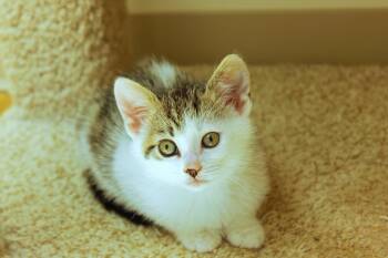 Cinderella -  Domestic Short Hair Cat Available for Adoption in Urbana, Ohio - Cinderella | PetCurious