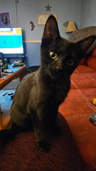 Rescue Domestic Short Hair Cats for Adoption in West Mifflin, Pennsylvania - Tara Thornton | PetCurious