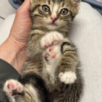 Gulliver -  Tabby Cat for Adoption in Pickerington, Ohio - Gulliver | PetCurious