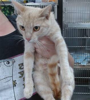 AUTUMN -  Domestic Short Hair Cat for Adoption in Salinas, California - AUTUMN | PetCurious