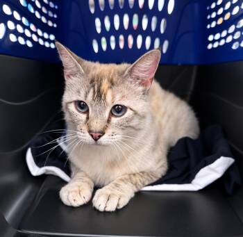 Symee -  Domestic Short Hair Cat for Adoption in Fort Lupton, Colorado - Symee | PetCurious