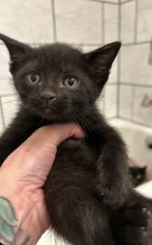 Marvel -  Domestic Short Hair Cat for Adoption in Poplar Grove, Illinois - Marvel | PetCurious