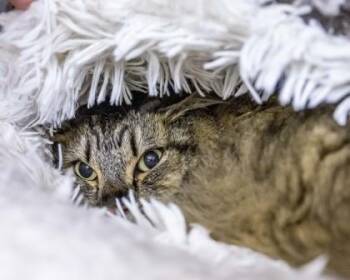 Charlie -  Domestic Long Hair and Domestic Short Hair Cat for Adoption in Camano, Washington - Charlie | PetCurious