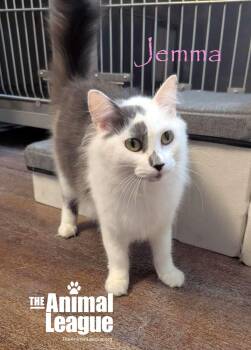 Rescue Domestic Long Hair Cats for Adoption in Groveland, Florida - Jemma | PetCurious
