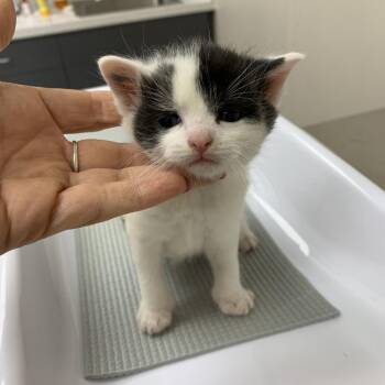 Domestic Short Hair Cats Available for Adoption in Morganton, North Carolina - Never Ending Breadsticks | PetCurious