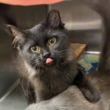 Midnight -  Domestic Medium Hair Cat for Adoption in Canton, North Carolina - Midnight | PetCurious