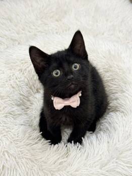 Coco (bonded with her brother Milo) -  Domestic Short Hair Cat for Adoption in Charlotte, North Carolina - Coco (bonded With Her Brother Milo) | PetCurious