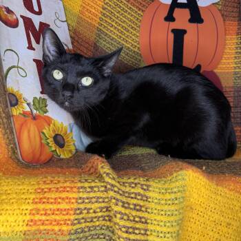 Rescue Bombay and Manx Cats for Adoption in Mount Vernon, Illinois - Iridessa | PetCurious