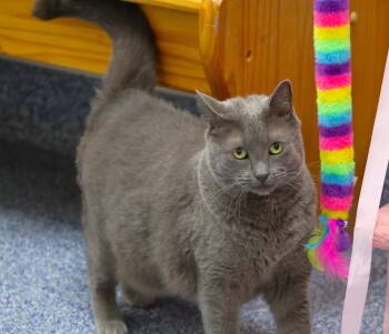 Domestic Short Hair Cats Available for Adoption - NASH | PetCurious