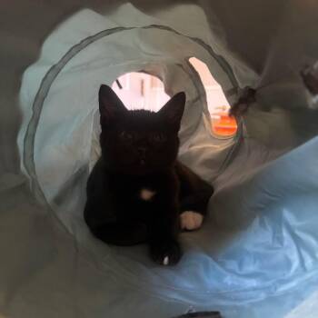 Thomas -  Domestic Short Hair Cat for Adoption in Harrisonburg, Virginia - Thomas | PetCurious