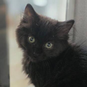 Ulysses -  Domestic Medium Hair Cat for Adoption in Huntsville, Alabama - Ulysses | PetCurious