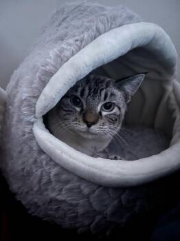 Rescue Domestic Short Hair Cats for Adoption in Saint Charles, Missouri - Zuko | PetCurious