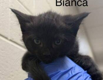 Domestic Medium Hair Cats Available for Adoption in Stratham, New Hampshire - Bianca | PetCurious