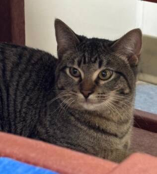 Boba -  Domestic Short Hair Cat for Adoption in Little Elm, Texas - Boba | PetCurious