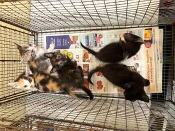 Rescue Domestic Short Hair Cats for Adoption in Tustin, California - VICTOR | PetCurious