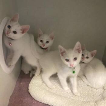 Rumor -  Domestic Short Hair Cat for Adoption in Dayton, Ohio - Rumor | PetCurious