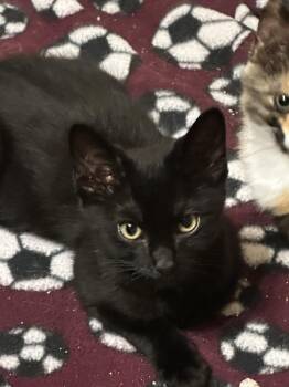 Leonardo Defuzzy -  Domestic Short Hair Cat for Adoption in Dallas, Texas - Leonardo Defuzzy | PetCurious