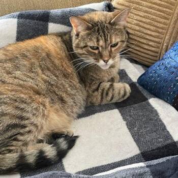 Rescue Domestic Short Hair Cats for Adoption in Evanston, Illinois - Joan | PetCurious