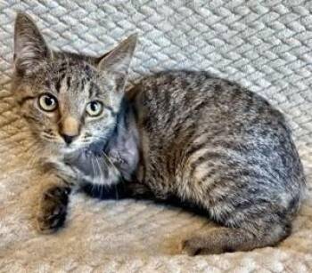 Eileen -  Domestic Short Hair Cat for Adoption in Morristown, New Jersey - Eileen | PetCurious