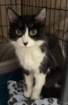 Jetta -  Domestic Medium Hair Cat for Adoption in Fremont, Nebraska - Jetta | PetCurious