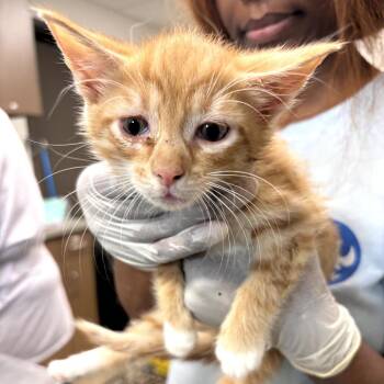 Patrick Star -  Domestic Short Hair Cat for Adoption in Cleveland, Mississippi - Patrick Star | PetCurious