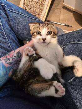 Boone -  Domestic Short Hair Cat for Adoption in Vancouver, Washington - Boone | PetCurious