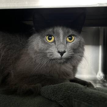 Blueberry Muffin -  Domestic Medium Hair Cat for Adoption in Bristol, Indiana - Blueberry Muffin | PetCurious