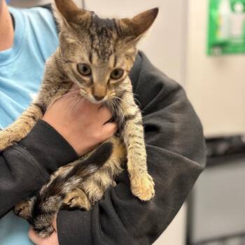 Precious -  Domestic Short Hair Cat for Adoption in Columbiana, Alabama - Precious | PetCurious