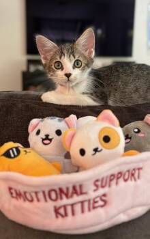 Livy Lu -  Tabby Cat for Adoption in Orlando, Florida - Livy Lu | PetCurious
