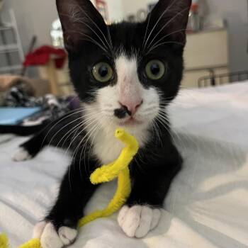 Brooks -  Domestic Short Hair Cat for Adoption in Jupiter, Florida - Brooks | PetCurious