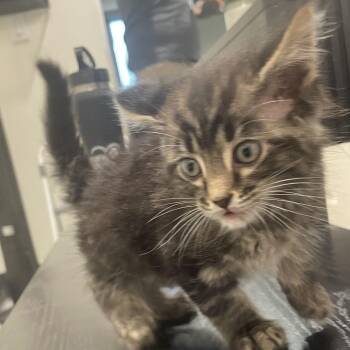 Domestic Short Hair Cats Available for Adoption in Tampa, Florida - Axel | PetCurious