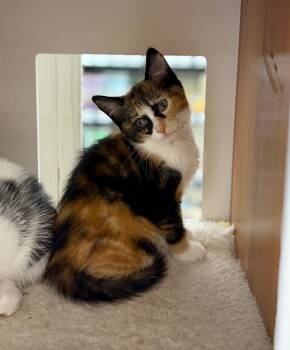 Fiona -  Domestic Short Hair Cat for Adoption in Calgary, Alberta - Fiona | PetCurious