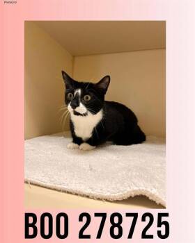 Domestic Short Hair Cats Available for Adoption - BOO | PetCurious