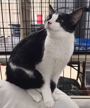 Rescue Domestic Short Hair Cats for Adoption in Albemarle, North Carolina - Maylie | PetCurious