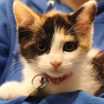 Domestic Medium Hair Cats Available for Adoption in Port Washington, New York - Poppy | PetCurious