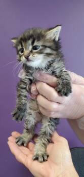 Sonic -  Domestic Long Hair Cat for Adoption in Salt Lake City, Utah - Sonic | PetCurious