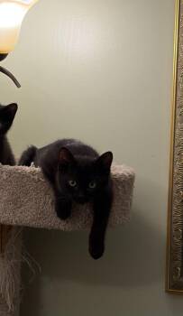 Blueberry Yogurt -  Domestic Short Hair Cat for Adoption in Arthur, Ontario - Blueberry Yogurt | PetCurious